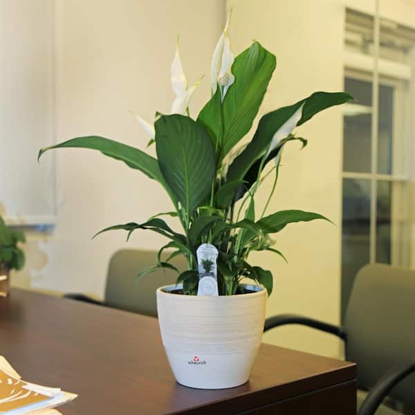 13 in. Spathiphyllum Peace Lily Plant in White Plastic Deco Pot