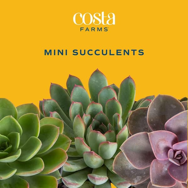 Costa Farms Mini Unique Indoor Succulent Plants in 2 in. Round Grower Pot, Avg. Shipping Height 2 in. Tall (25-Pack)