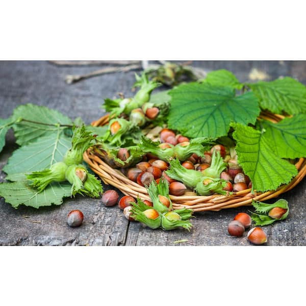 Online Orchards Mcdonald Hazelnut Tree Bare Root NTHX003 The Home Depot