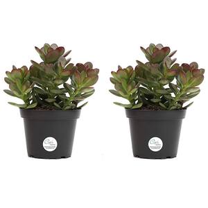 Jade Crassula Indoor Succulent Plants in 4 in. Grower Pot, Avg. Shipping Height 7 in. Tall (2-Pack)
