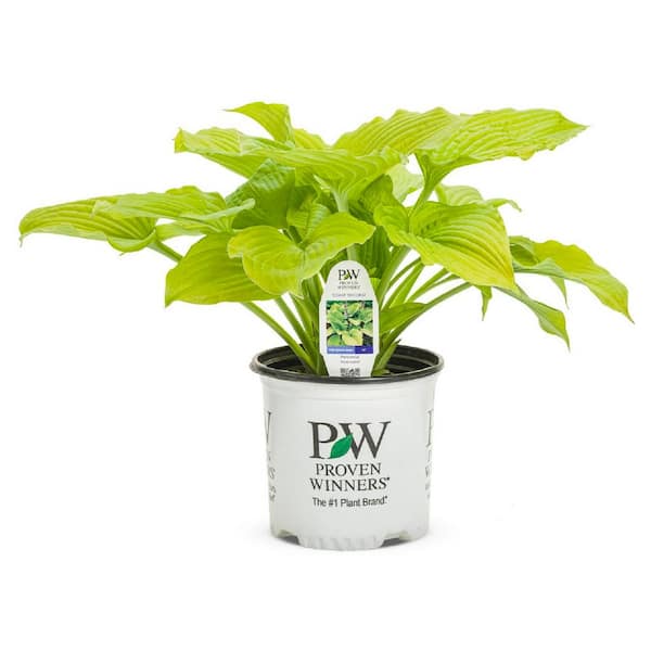PROVEN WINNERS 1 Gal. Shadowland Coast to Coast Hosta Live Flowering Shade Perennial Plant