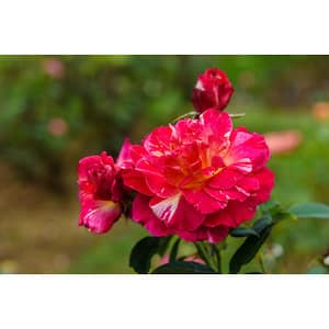 3 Gal. Maurice Utrillo Live Rose Plant with Red, Yellow and Cream Flower (1-Pack)