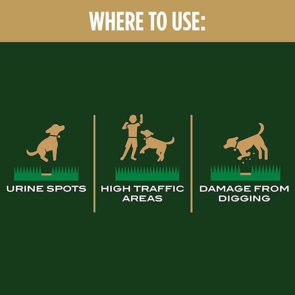 Can Grass Seed Hurt My Dog