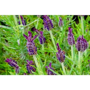 3 Gal. Anouk Dark Purple Lavender (Lavandula stoechas) Live Flowering Perennial Plant with Deep-Purple Flowers (1-Pack)
