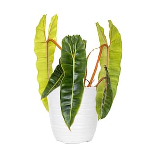 Live Philodendron Billietiae Exotic Tropical Houseplant in 6 in. White Decor Pot