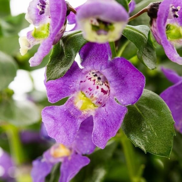 Vigoro 2 QT Angelonia 'Alonia Dark Lavender' Purple Annual Plant