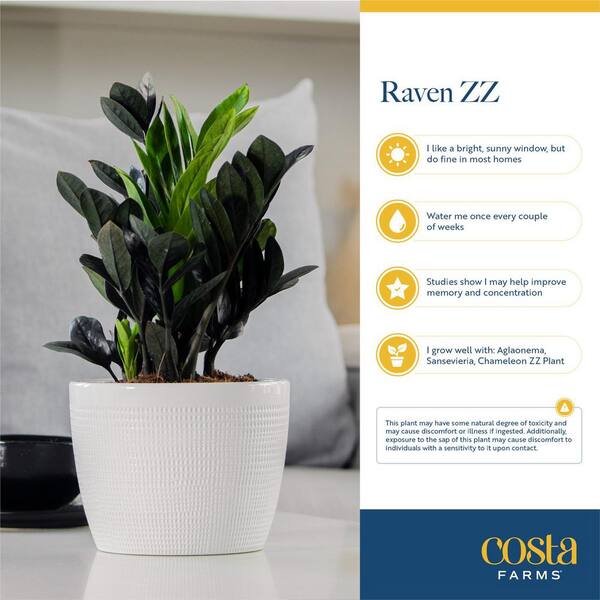 Trending Tropical Raven ZZ Indoor Plant in 6 in. Self-Watering Planter, Average Shipping Height 1-2 ft. Tall