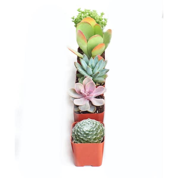 Assortment of Hand Selected Fully Rooted Live Indoor Pastel Tone Succulent Plants (5-Pack)