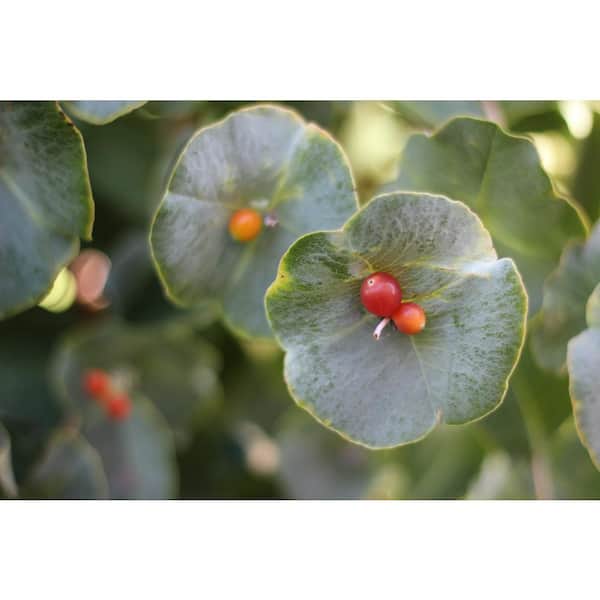 WINTRY DAYS AT HONEYSUCKLE 置物 12.5*9 Janousek Florist - Thanksgiving - Woodland Wonder Basket XX-4352