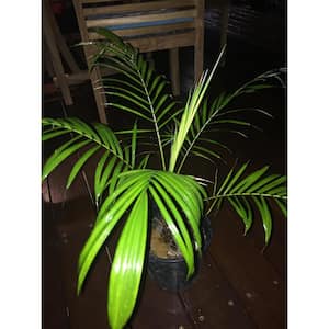 Hoehnei Palm-Live Plant in a 3 Gallon Growers Pot-Lytocaryum Hoehnei-Rare and Beautiful Palms from Florida