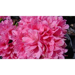 2.5 Qt. Coral Bell Azalea Plant with Pink Blooms