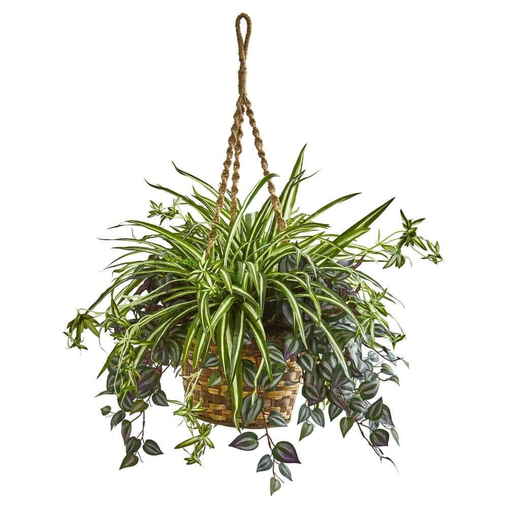 Spider Plant Hanging Basket (10) – Needham'sNursery