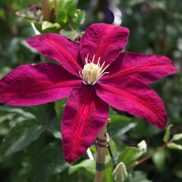 Clematis Sunset-Live Plant in a 3.5 in. Growers Pot-Beautiful Starter Flowering Vine Ready for The Garden