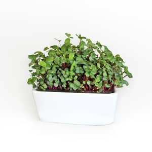 Microgreens Indoor Garden Starter Kit with 6-Seed Varieties, Reusable Desktop Planter and Tray