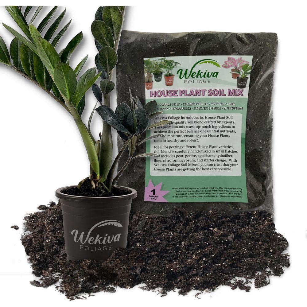 wekiva-foliage-house-plants-
