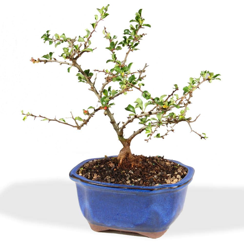 Red Chojubai Quince Tree