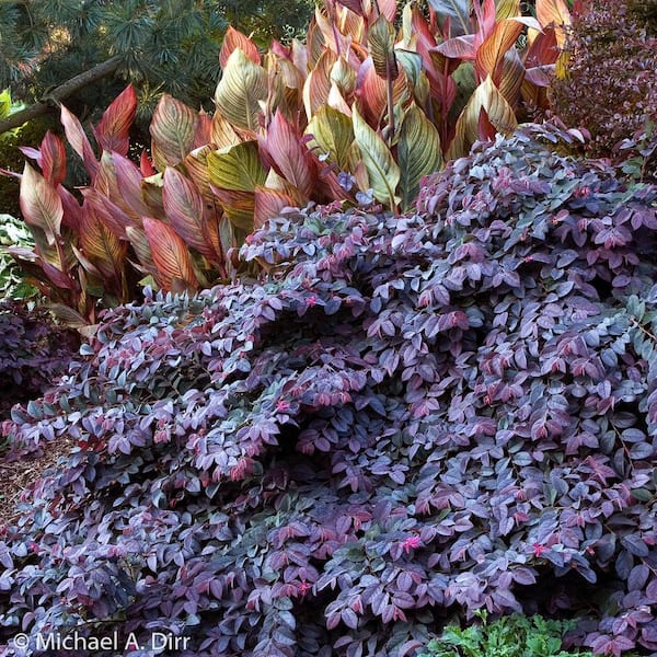 MCCORKLE 3 Gal. Sizzling Pink Fringe Flower Loropetalum, Evergreen Shrub with Purple Foliage, Pink Ribbon Blooms