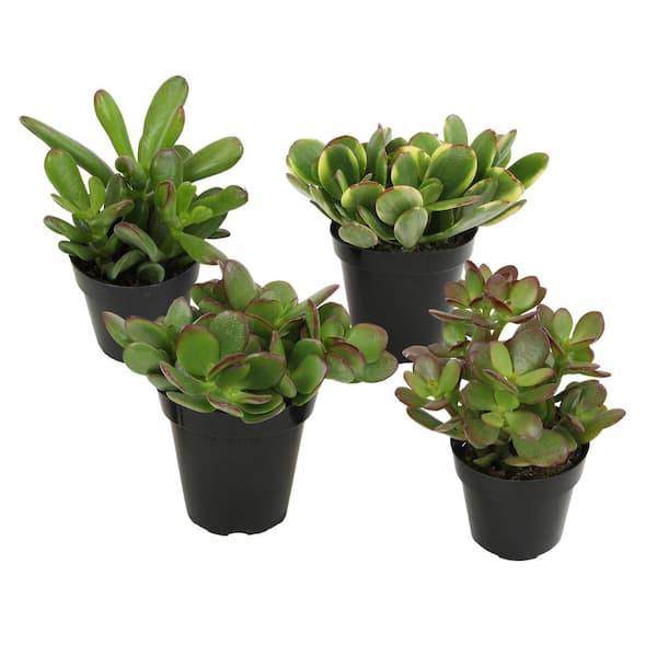 Altman Plants Classic Jade Succulent (Crassula) Houseplant in 2.5 in. Grower Pots (4-Pack)