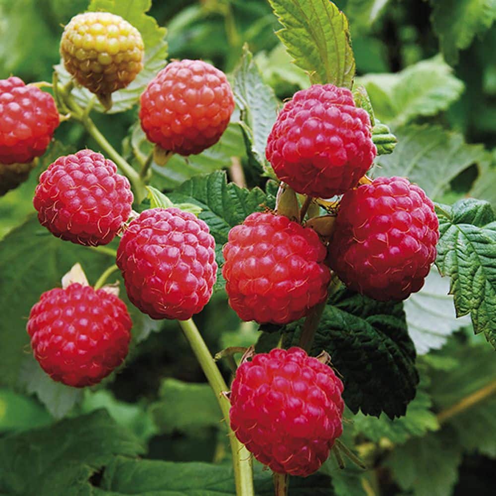 Raspberry Latham Red Plant (Set of 1)