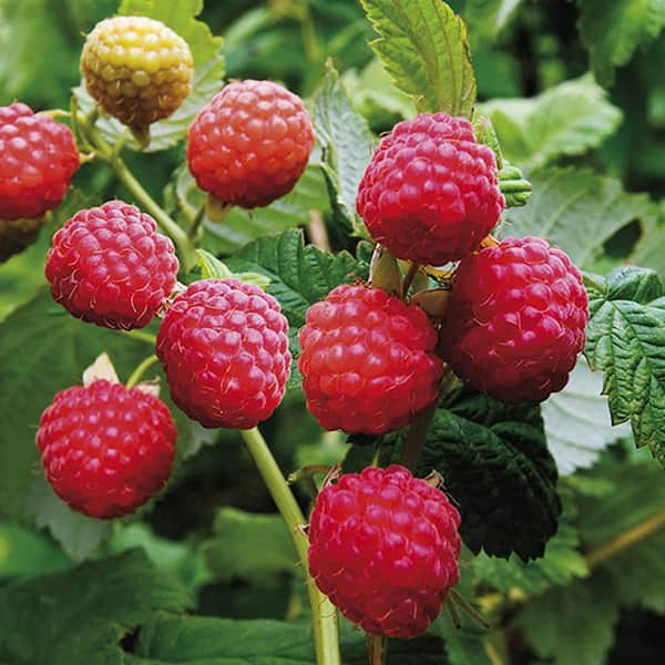 Latham Raspberry (Rubus 'Latham') in St Thomas Port Stanley London  Woodstock Aylmer Ontario ON at Canadale Nurseries