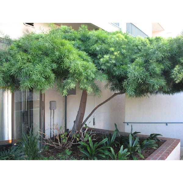 Wekiva Foliage Fern Podocarpus-Live Plant in a 4 Inch Growers Pot-Podocarpus  Gracilior-Rare Ornamental Trees of Florida FernPodo4x1 - The Home Depot