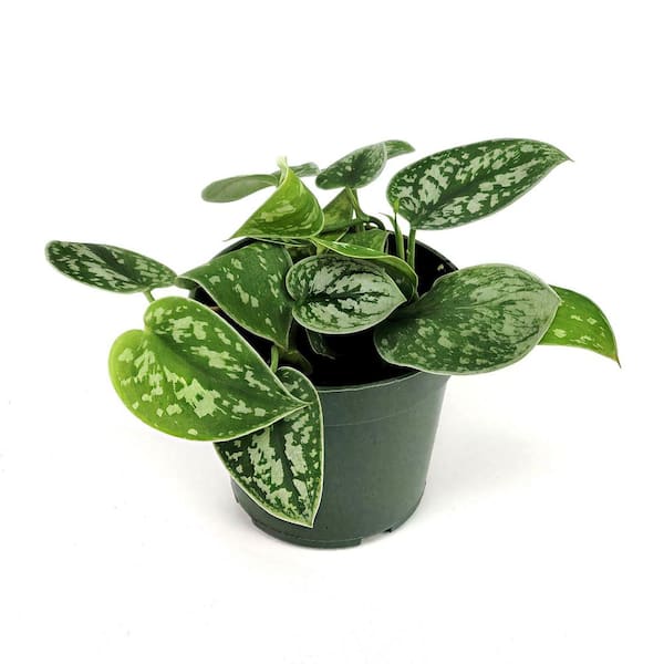 4 in. Scindapsus Pictus Pothos Silver Plant in Grower Containers (3-Pack)