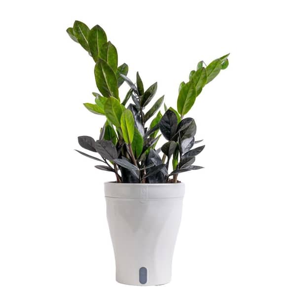6in Trending Tropical Zamioculcas Everlasting Plant in Deco Pot
