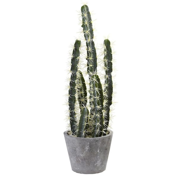 calathea triostar dehner Calathea Triostar (Ctenanthe oppenheimiana) for Sale main image 1