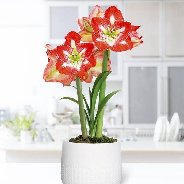 VAN ZYVERDEN Pre-planted Amaryllis Minerva with White Cache Ceramic Planter, Set of 1 Bulb