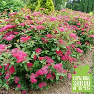 1 Gal. Double Play Doozie (Spiraea) Live Shrub with Red Flowers