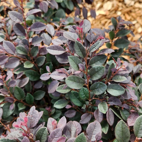 ALTMAN PLANTS Loropetalum Cerise Charm Shrub Evergreen Perennial