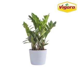 Zamioculcas Zamiifolia ZZ Indoor Plant in 6 in. White Decor Planter, Average Shipping Height 1-2 ft.