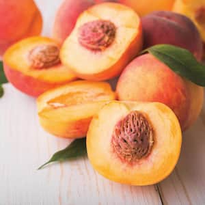 Peach Tree - Contender - 1 Root Stock