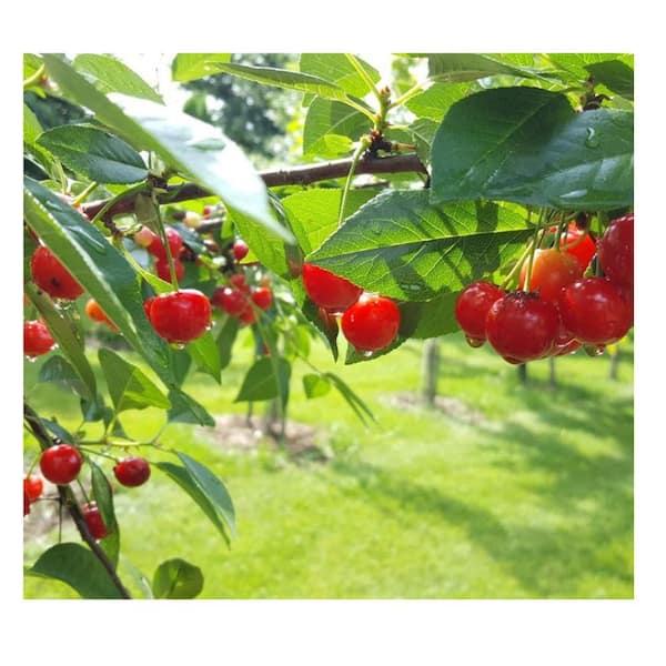 Unbranded - 3 Gal. North Star Cherry Tree