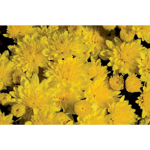BELL NURSERY 10 in. Yellow Mum Annual Outdoor Live Plant with Yellow Flowers in Hanging Basket