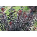 4.5 in. Quart Summer Wine Black Ninebark (Physocarpus) with White Flowers and Black Foliage