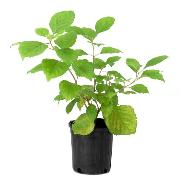 1 gal. American Beautyberry Shrub