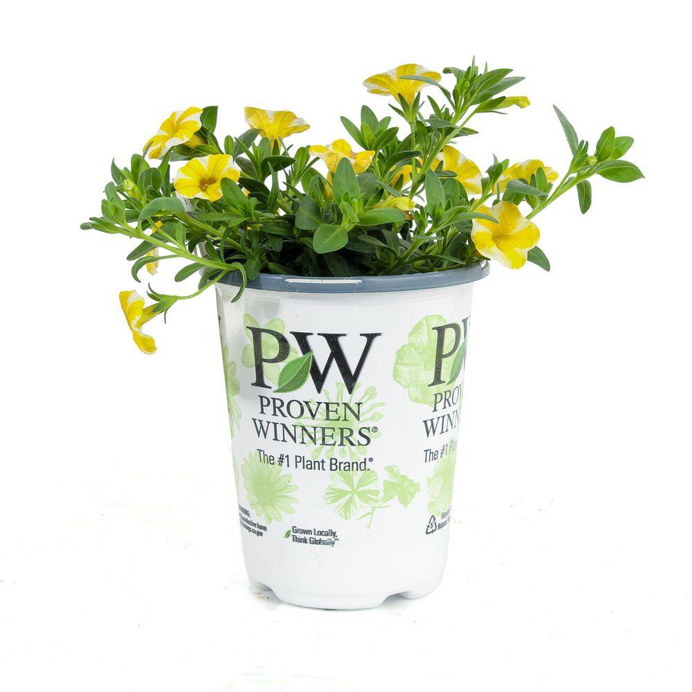4 in. Superbells Calibrachoa Annual Plant Lemon Slice (2-Pack) price history on PriceWatchPro