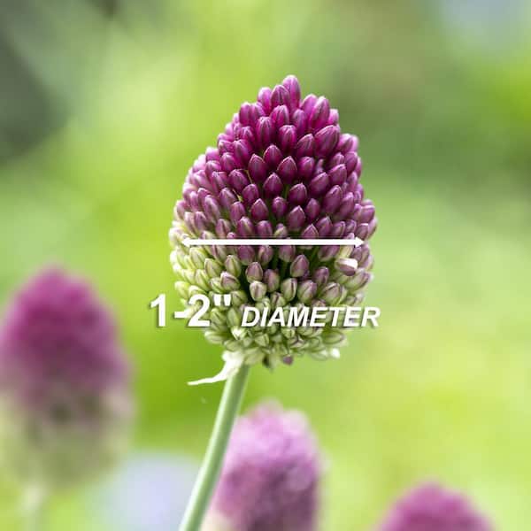 Vigoro 6/+ cm, Drumsticks Allium Flower Bulbs, Purple (Bag