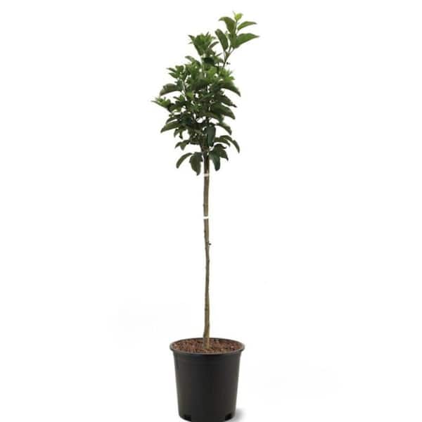 Unbranded 5 gal. Red Gold Apple Tree
