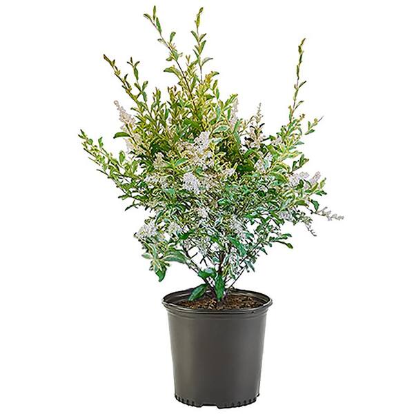 Unbranded 2.25 Gal. Swift Creek Privet Plant with Creamy-White Variegated Leaves