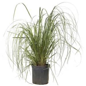 3 Gal. - Pampas Grass With Sandy White Blooms, Live Evergreen Grass