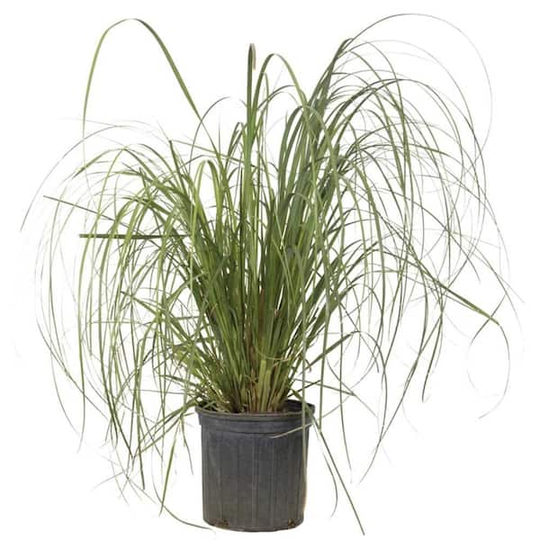 FLOWERWOOD 3 Gal. - Pampas Grass With Sandy White Blooms, Live Evergreen Grass