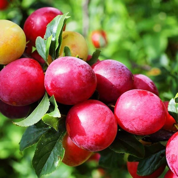 Unbranded 7 Gal. Scarlet Beauty Plum Fruit Tree
