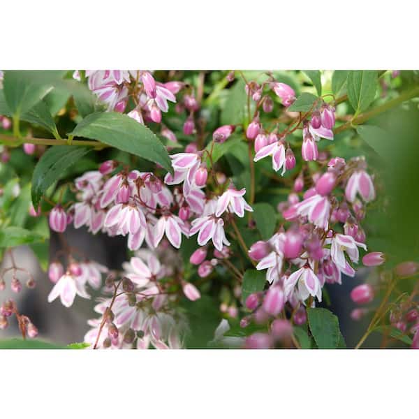 PROVEN WINNERS 4.5 in. Quartz Yuki Kabuki Deutzia (Deutzia x) Live
