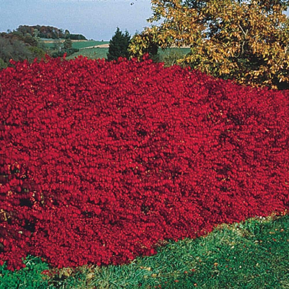 at føre Penneven videnskabelig Gardens Alive! 18 in. to 24 in. Tall Burning Bush (Euonymus) Hedge Kit,  Live Bareroot Shrubs, Green Foliage turns Red in Fall (10-Pack) 80779 - The  Home Depot