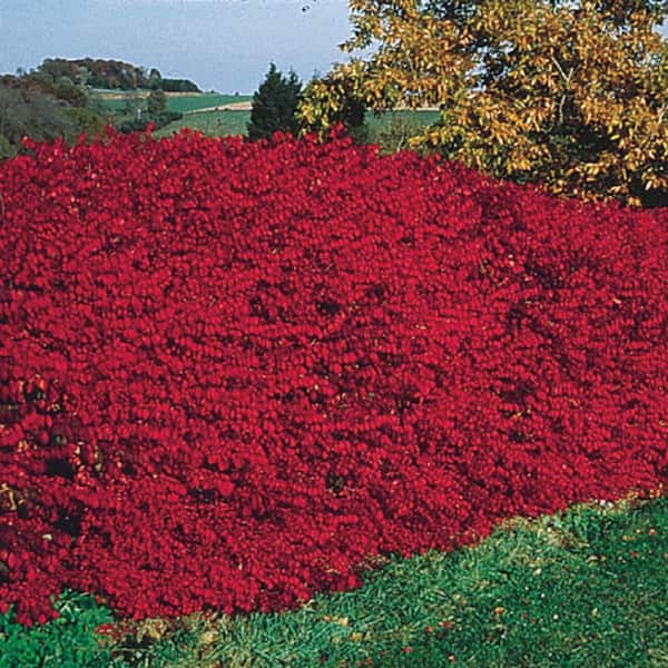 Spring Hill Nurseries 12 in. to 18 in. Tall Burning Bush (Euonymus) Hedge Starter Kit, Live Bareroot Deciduous Shrubs (4-Pack)