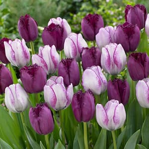 Tulips Bulbs Majestic Royal Blend (Set of 15)