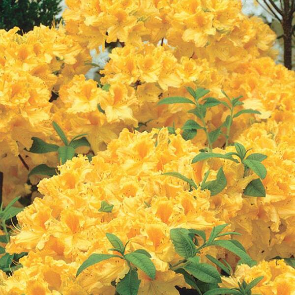Spring Hill Nurseries 2 in. Pot Golden Lights Azalea (Rhododendron), Live Deciduous Plant, Yellow Flowering Shrub (1-Pack)