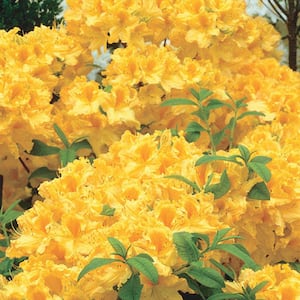 Golden-Lights Azalea (Rhododendron), Live Deciduous Plant Grown in 2 in. Pot, Yellow Flowering Shrub (1-Pack)